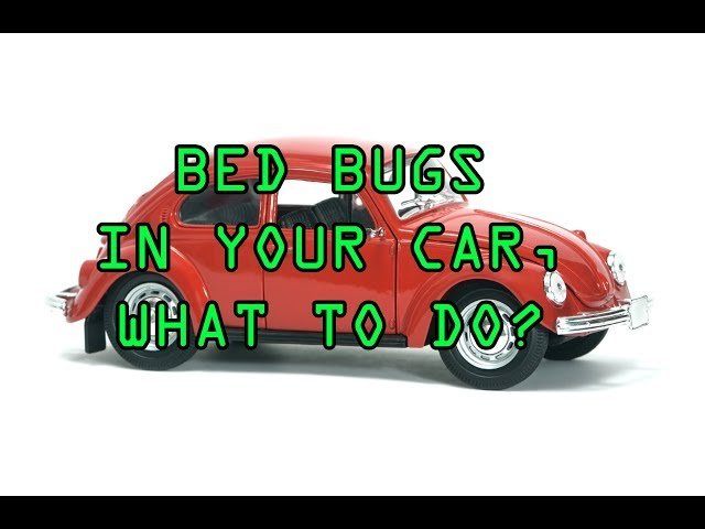 Can I Use A Flea Bomb In My Car